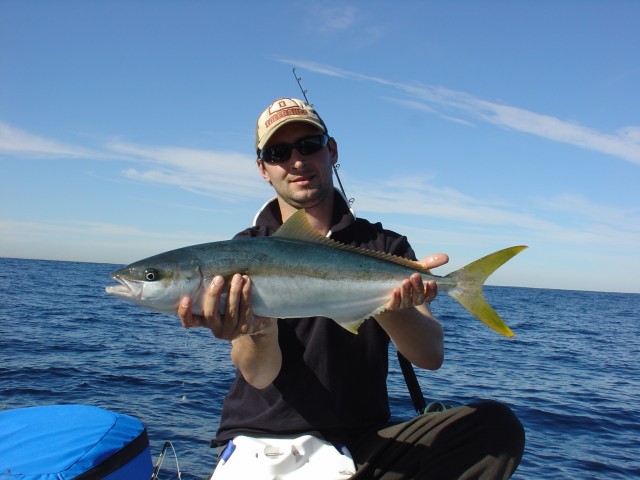 Yellow tail king